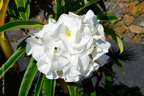 Pachypodium lamerei photo