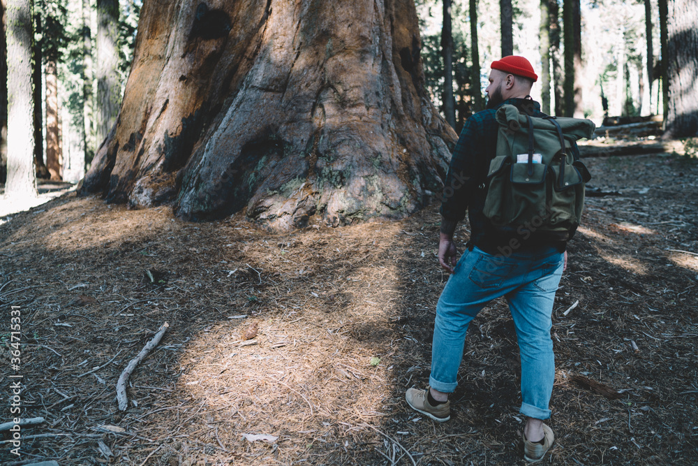 Back view of male hiker with touristic backpack exploring forest with giant trees trekking in national park, guy wanderlust on active weekend discovering american Sequoia national park in tour.