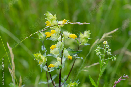 Rhinanthus (rattle) is a genus of annual hemiparasitic herbaceous plants in the family Orobanchaceae, formerly classified in the family Scrophulariaceae. photo