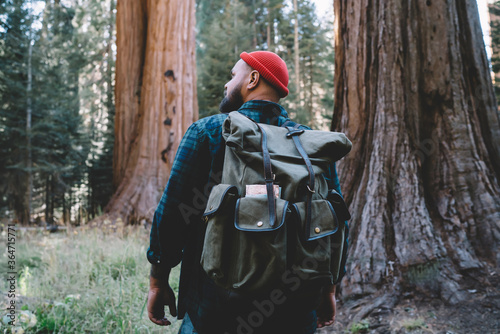 Back view of hipster guy wanderlust spending active weekends exploring nature of Sequoia national park,young male hiker with touristic rucksack trekking near old giant trees in forest on vacations.