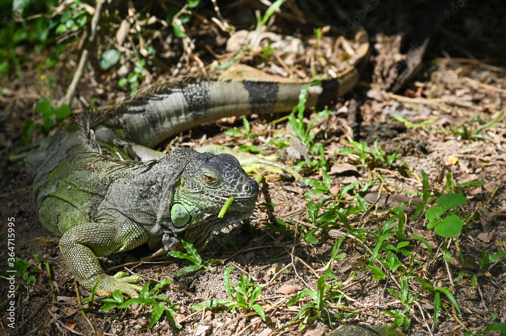Fototapeta premium Green iguana is eating leaf on the ground