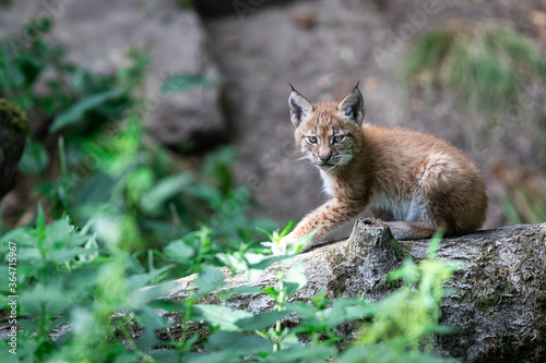 Baby Lynx in the forest
