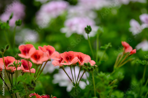 red flowers in the garden © jun