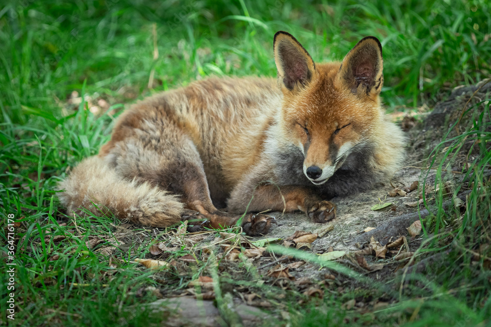 Fototapeta premium Red fox sleeping in the forest