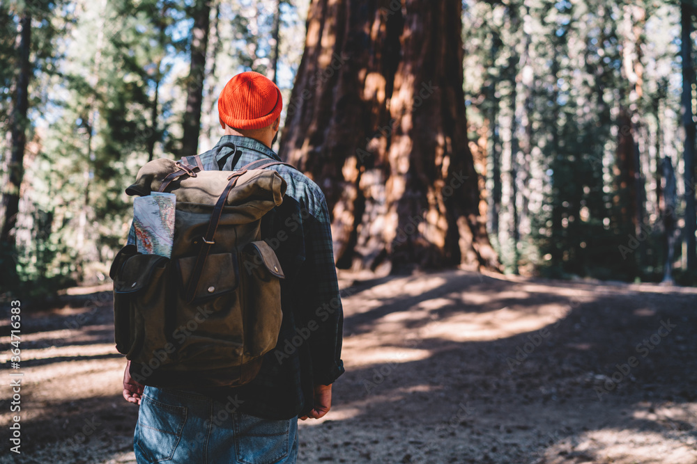 Back view of male traveler with touristic backpack hiking in forest during journey on summer, hipster guy wanderlust exploring wild nature trekking in wood having adventure on getting to destination.
