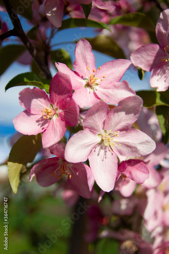 Pink apple blossoms flowers