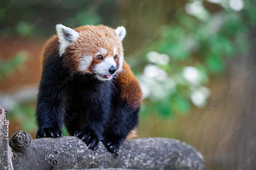 Red panda in the forest