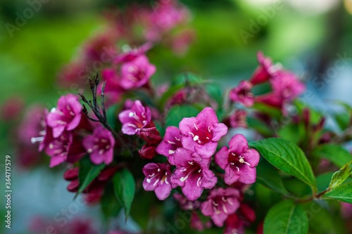 Weigela plant close-up