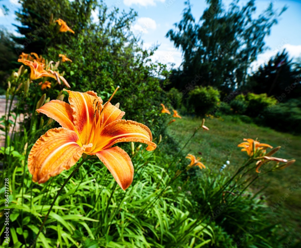 Obraz premium Garden Lily