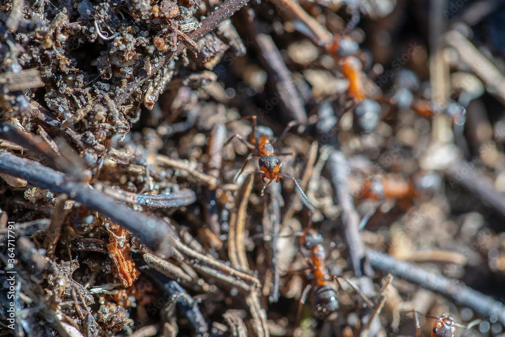 Big anthill in woods. Big anthill with colony of ants in summer forest, macro