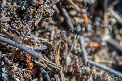 Big anthill in woods. Big anthill with colony of ants in summer forest, macro © OlegD