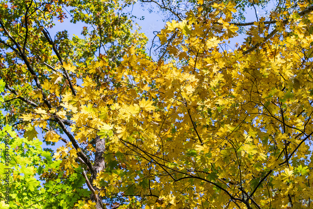 Autumn leaves of tree. Fall natural background of yellow orange green foliage. Scenic nature backdrop of autumn leaves. Multicolor autumn leafage tree. Colorful variegated foliage in sunlight Autumn leaves of tree. Fall natural background of yellow orange green foliage. Scenic nature backdrop of autumn leaves. Multicolor autumn leafage tree. Colorful variegated foliage in sunlight