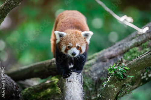 Red panda in the forest photo