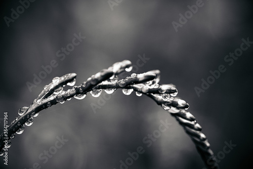 water drops on a barbed wire