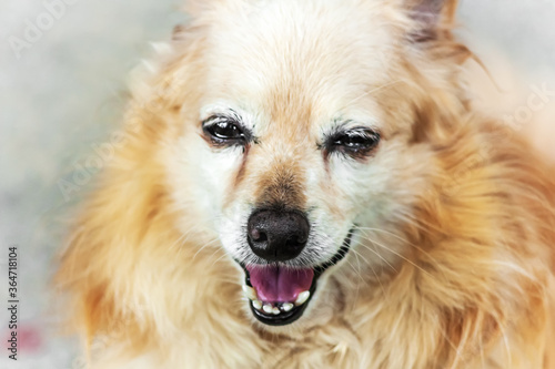 Portrait of smiling senior dog. Ginger cute dog with watering eyes and laughing mouth. Dog profile.Senior animal concept. Selective focus.