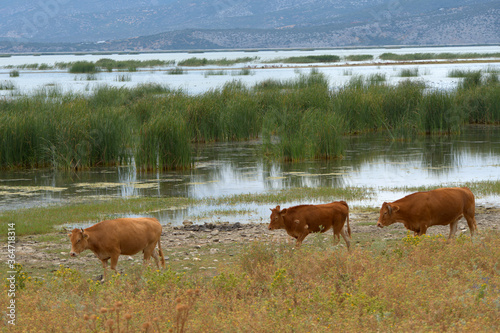 Greece   Volos city   Lake Karla located at the north-eastern part of the plain of Thessaly in Greece with very high biodiversity and a lively culture especially in the local fisheries. 