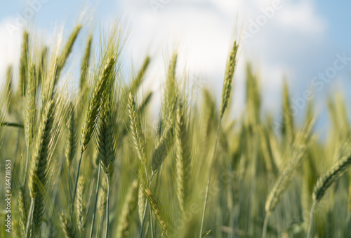 wheat field in summer