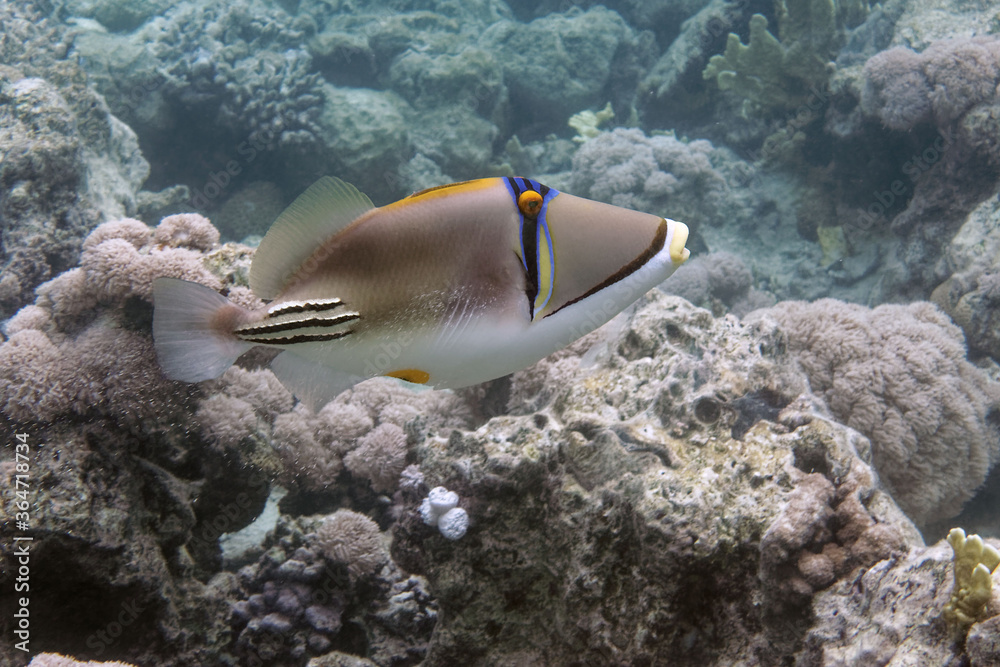 Foto de Picasso triggerfish or Arabian picassofish (Rhinecanthus assasi
