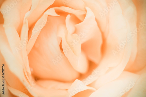 Flower of a delicate cream rose, petals close-up.