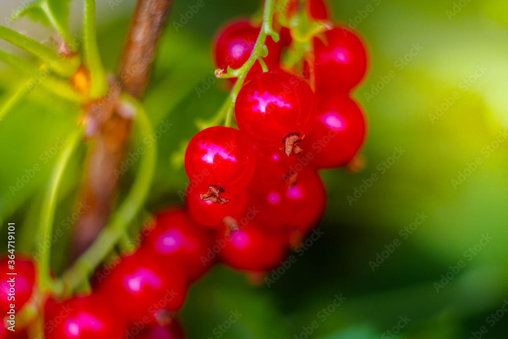 Family garden with ripe juicy berries of red currant on bush branches