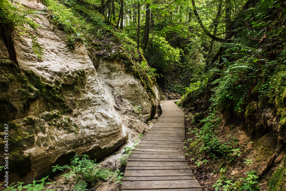 Wood board hiking trail of Hinni canyon( Võru, Voru County), cliff made out of an sand in Estonia, Northern Europe. Lush summer forest. Wood board hiking trail of Hinni canyon( Võru, Voru County), cliff made out of an sand in Estonia, Northern Europe. Lush summer forest.
