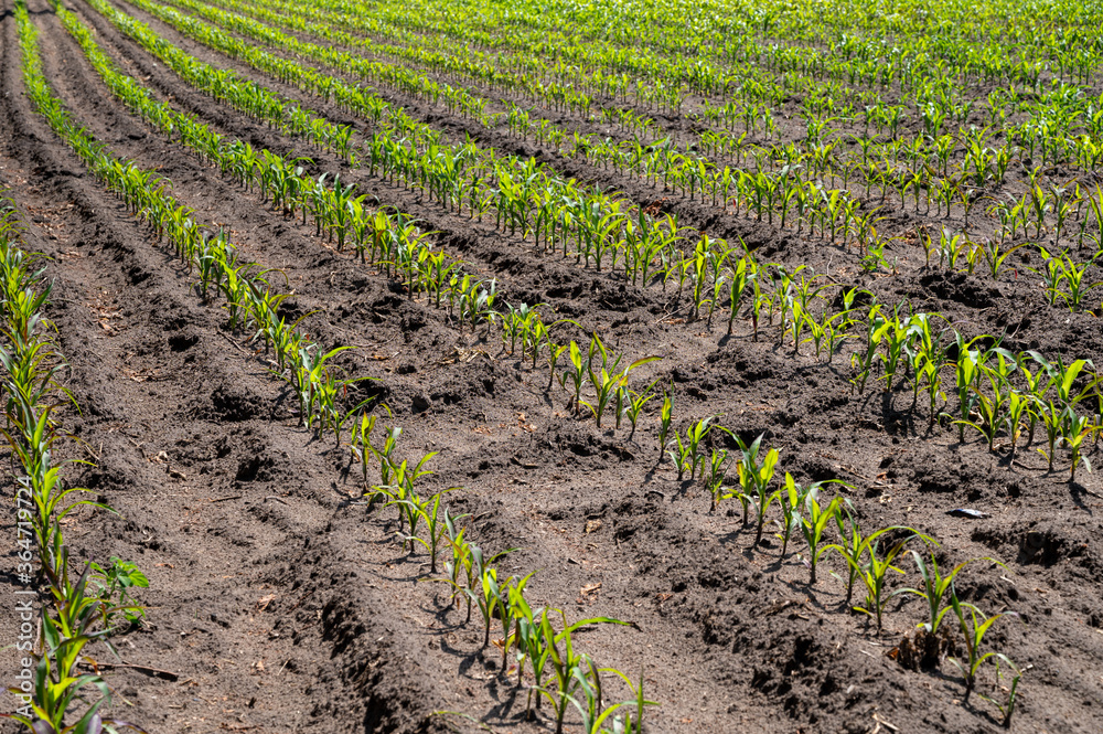 Young green sweet corn plants growing on farm field Young green sweet corn plants growing on farm field