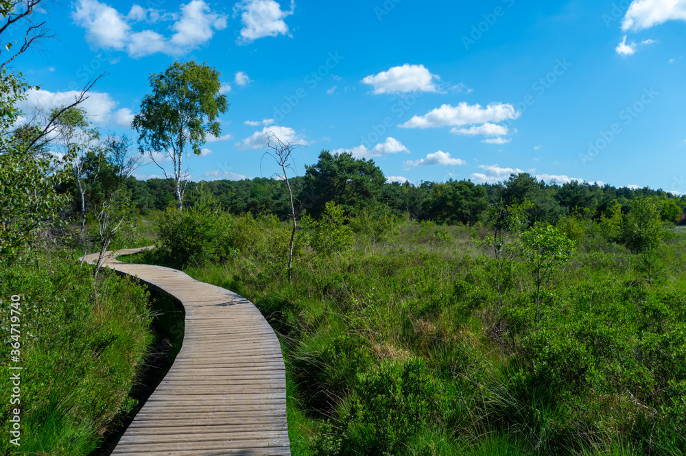 Summer vacation destination in Europe, green Kempen forest and meadows in North Brabant, Netherlands in sunny day Summer vacation destination in Europe, green Kempen forest and meadows in North Brabant, Netherlands in sunny day