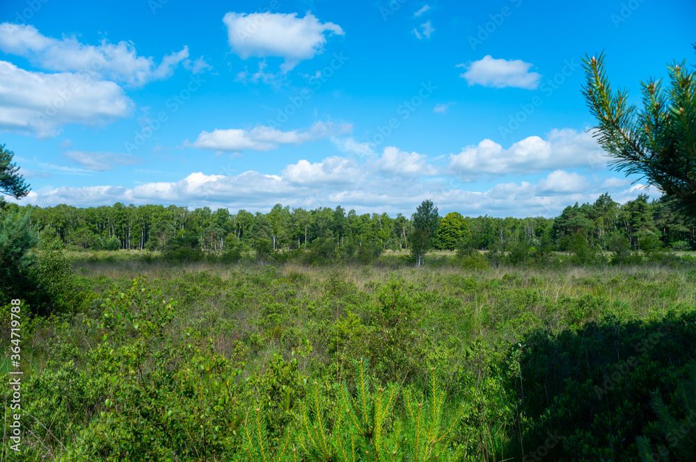 Obraz premium Summer vacation destination in Europe, green Kempen forest and meadows in North Brabant, Netherlands in sunny day