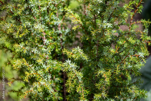 Botanical collection of medicinal plants and herbs, juniperus communis or common juniper conifer shrub