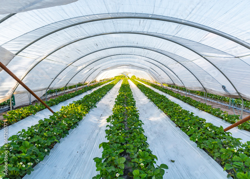 Cultivation of strawberry fruits using the plasticulture method, plants growing on plastic mulch in walk-in greenhouse tunnels