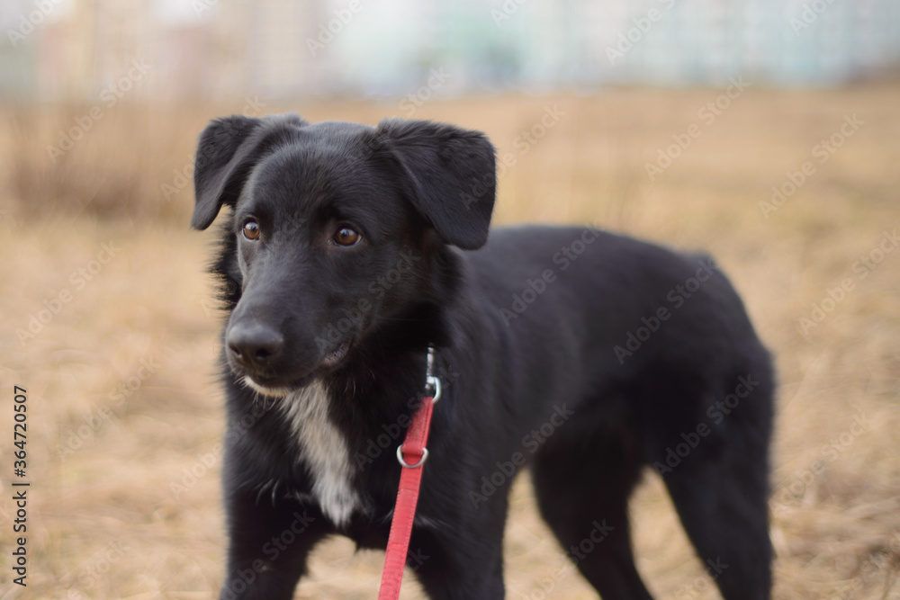 Black dog on a red leash playing outside