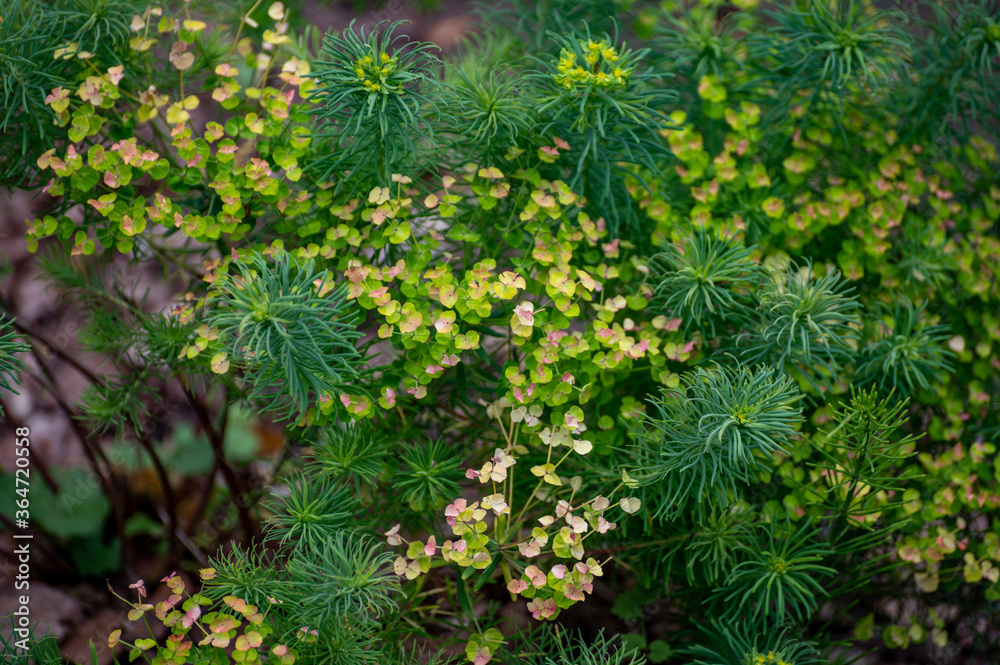 Fototapeta premium Botanical collection of medicinal and poisonous plants and herbs, Euphorbia cyparissias or cypress spurge