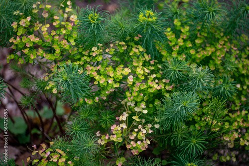 Botanical collection of medicinal and poisonous plants and herbs  Euphorbia cyparissias or cypress spurge