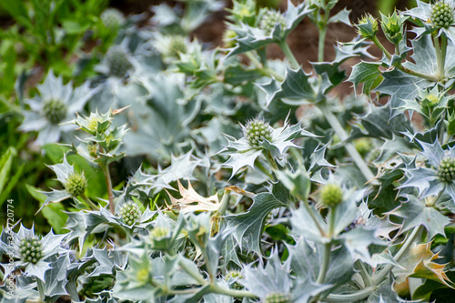 Botanical collection of medicinal plants and herbs, Eryngium maritimum or sea holly or seaside eryngo plant