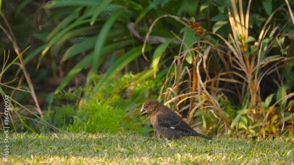 Small exotic bird pecking at seeds on the ground, thick-billed weaver, South Africa Small exotic bird pecking at seeds on the ground, thick-billed weaver, South Africa