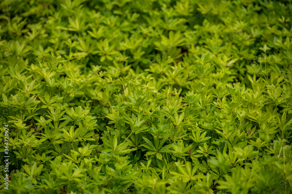 Botanical collection of medicinal plants and edible herbs, Asperula or Galium odoratum or sweetscented bedstraw plant