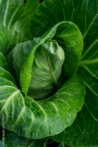 White cabbage head growing in garden