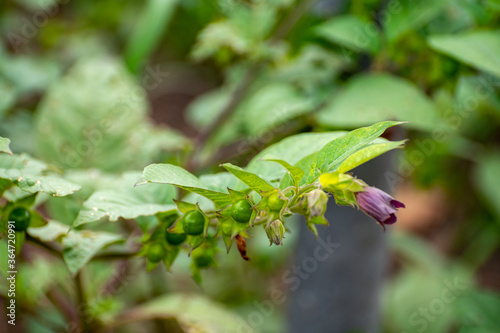 Botanical collection of poisonious plants and herbs, Atropa belladonna or belladonna or deadly nightshade plant photo