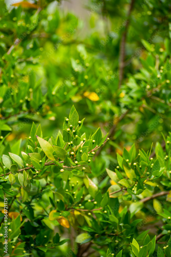 Botanical collection of medicinal plants and herbs, Myrtus communis or true myrtle plant used in aromatherapy and medicine Botanical collection of medicinal plants and herbs, Myrtus communis or true myrtle plant used in aromatherapy and medicine