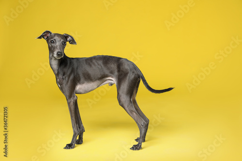 Cute Italian Greyhound dog on yellow background