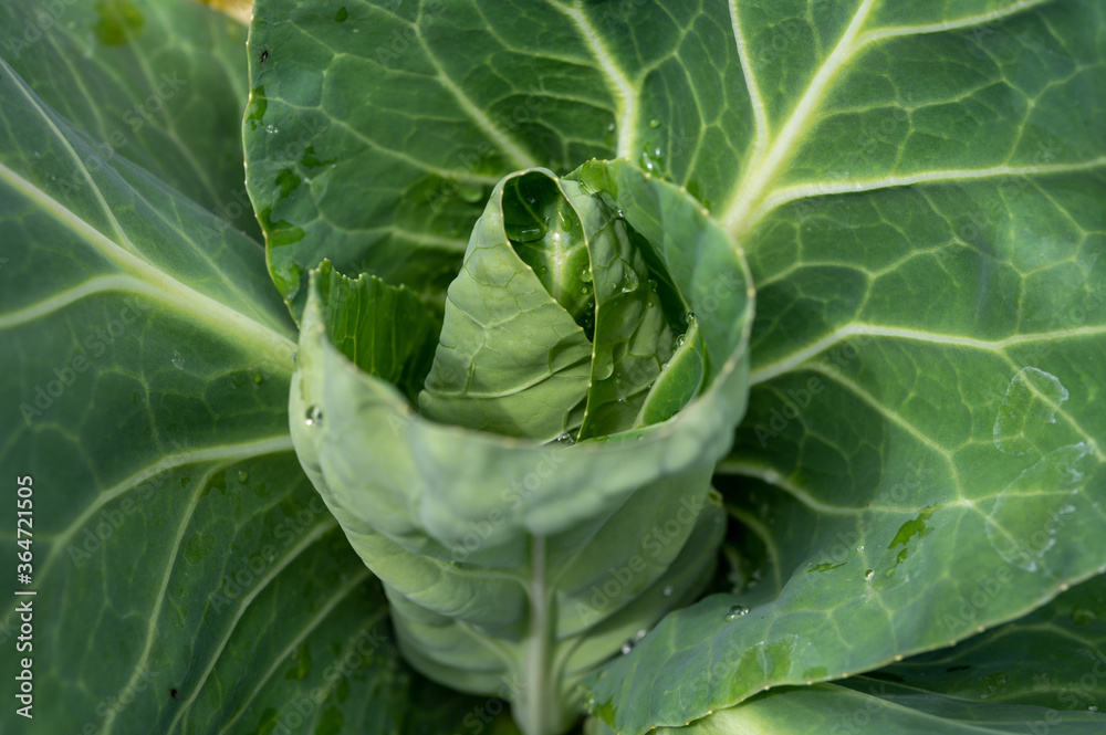 Sweetheart cabbage plant growing in garden Sweetheart cabbage plant growing in garden