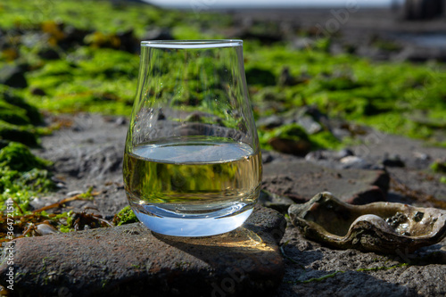 Tasting glass of Scotch whisky and sea shore during low tide, smoky whisky pairing with oysters © barmalini