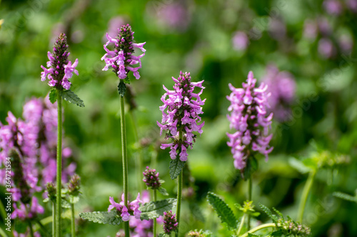 Botanical collection of medicinal plants and herbs, Betonica or Stachys officinalis, hedgenettle, betony, bishopwort plant