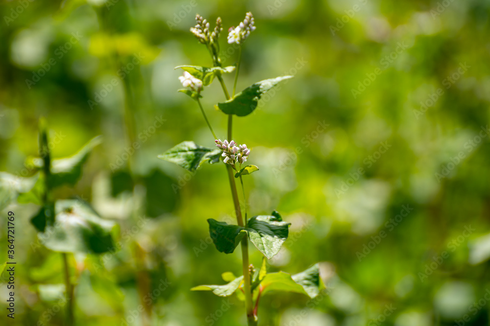 Botanical collection of edible plants and herbs, Buckwheat , Fagopyrum esculentum, or common buckwheat plant Botanical collection of edible plants and herbs, Buckwheat , Fagopyrum esculentum, or common buckwheat plant