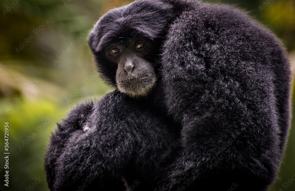 Portrait of Siamang Monkey with its child , native to the forests of Malaysia, Thailand and Indonesia Portrait of Siamang Monkey with its child , native to the forests of Malaysia, Thailand and Indonesia