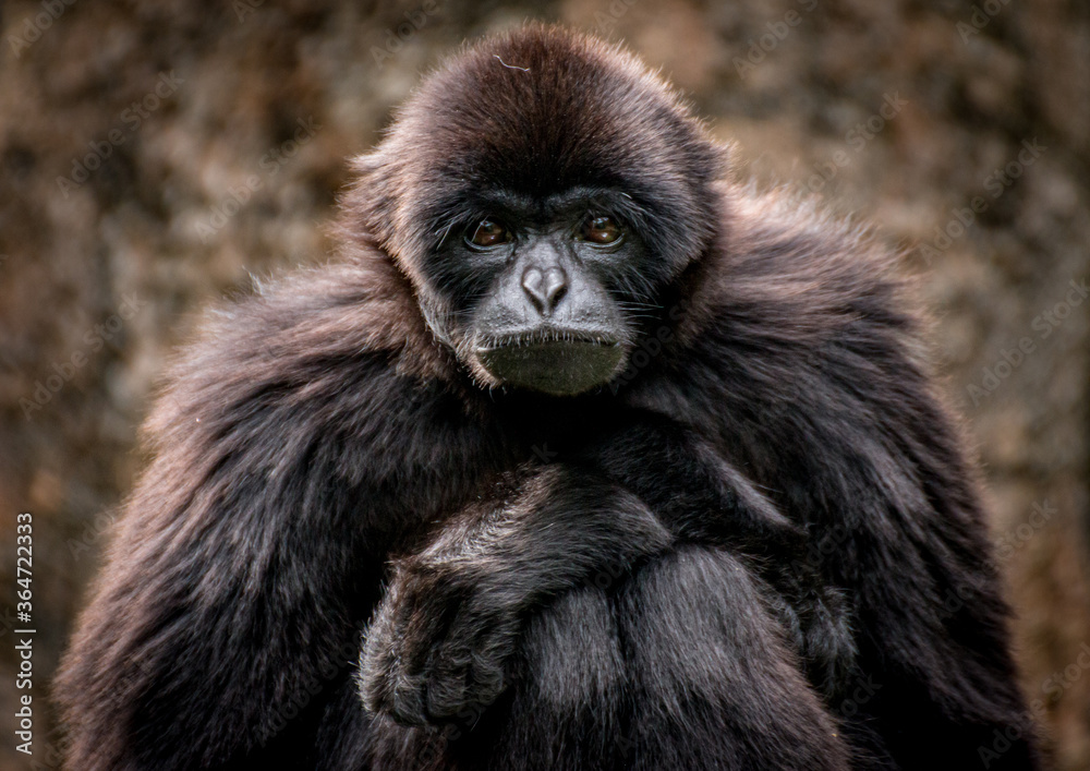 Portrait of a young Siamang Monkey , native to the forests of Malaysia, Thailand and Indonesia Portrait of a young Siamang Monkey , native to the forests of Malaysia, Thailand and Indonesia