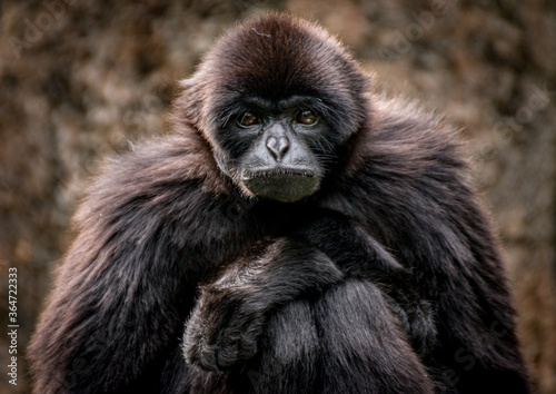 Portrait of a young Siamang Monkey , native to the forests of Malaysia, Thailand and Indonesia © GHArtwork