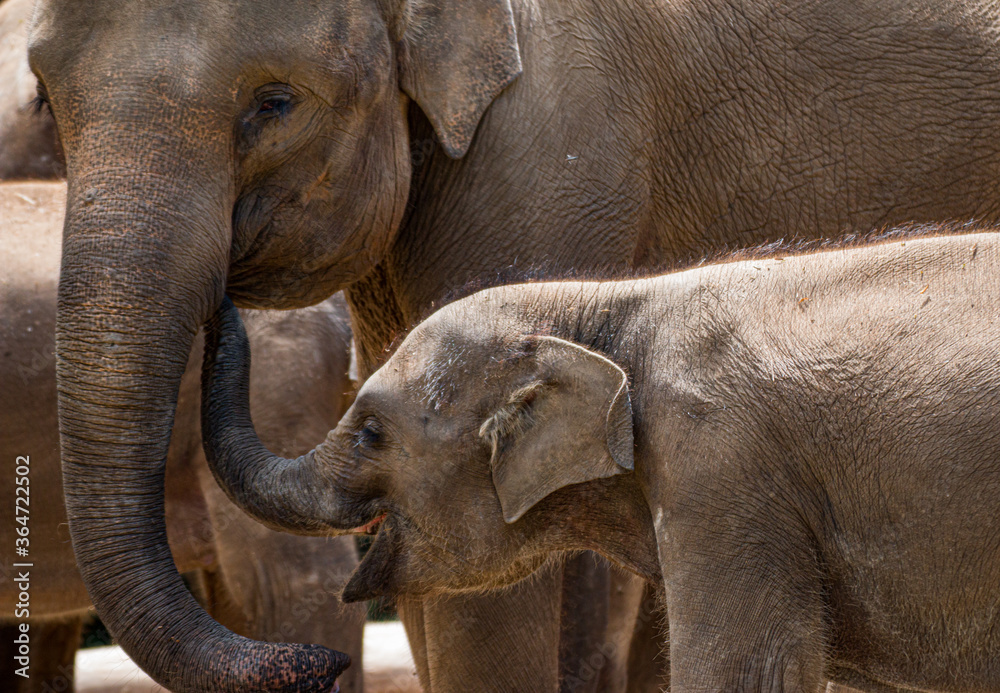 Fototapeta premium Little Elephant playing with its trunk with its mother
