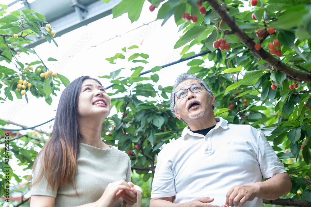 Fototapeta premium 親子でサクランボ狩り