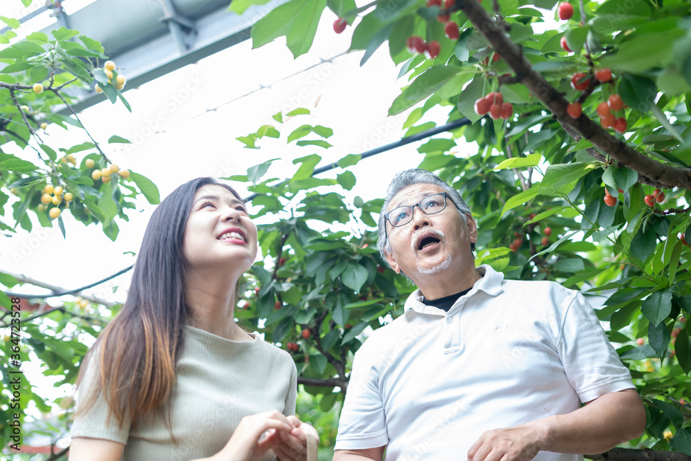 Obraz premium 親子でサクランボ狩り
